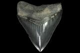 Serrated, Fossil Megalodon Tooth - Sharp Tip #84152-1